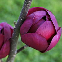 Магнолія Чорний тюльпан (Black Tulip) 7,5 л