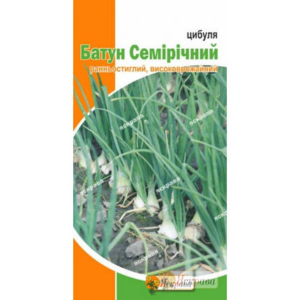 Насіння цибулі Батун Семирічний , 1г, фото 2