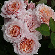 Логінці троянди "Поль Бокюс", фото 2