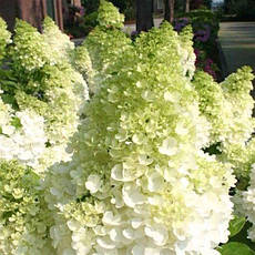 Гортензія волотиста Candlelight 2 річна, Гортензия метельчатая Кендилайт, Hydrangea paniculata Candlelight, фото 3