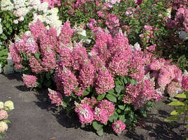 Гортензія волотиста Candlelight 2 річна, Гортензия метельчатая Кендилайт, Hydrangea paniculata Candlelight, фото 4