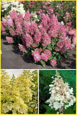 Гортензія волотиста Candlelight 2 річна, Гортензия метельчатая Кендилайт, Hydrangea paniculata Candlelight, фото 1