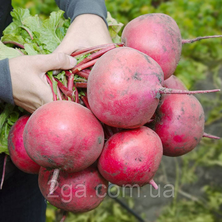 КС 2078 F1/KS 2078 F1 — Редис дайкон, Kitano Seeds. 50 грамів, фото 1