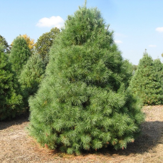 Саженці Сосни Веймутової, 4-х річна (Pinus strobus) С3