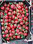 КС 4559 F1/KS 4559 F1 — Томат чері, Kitano Seeds. 100 насіння, фото 4