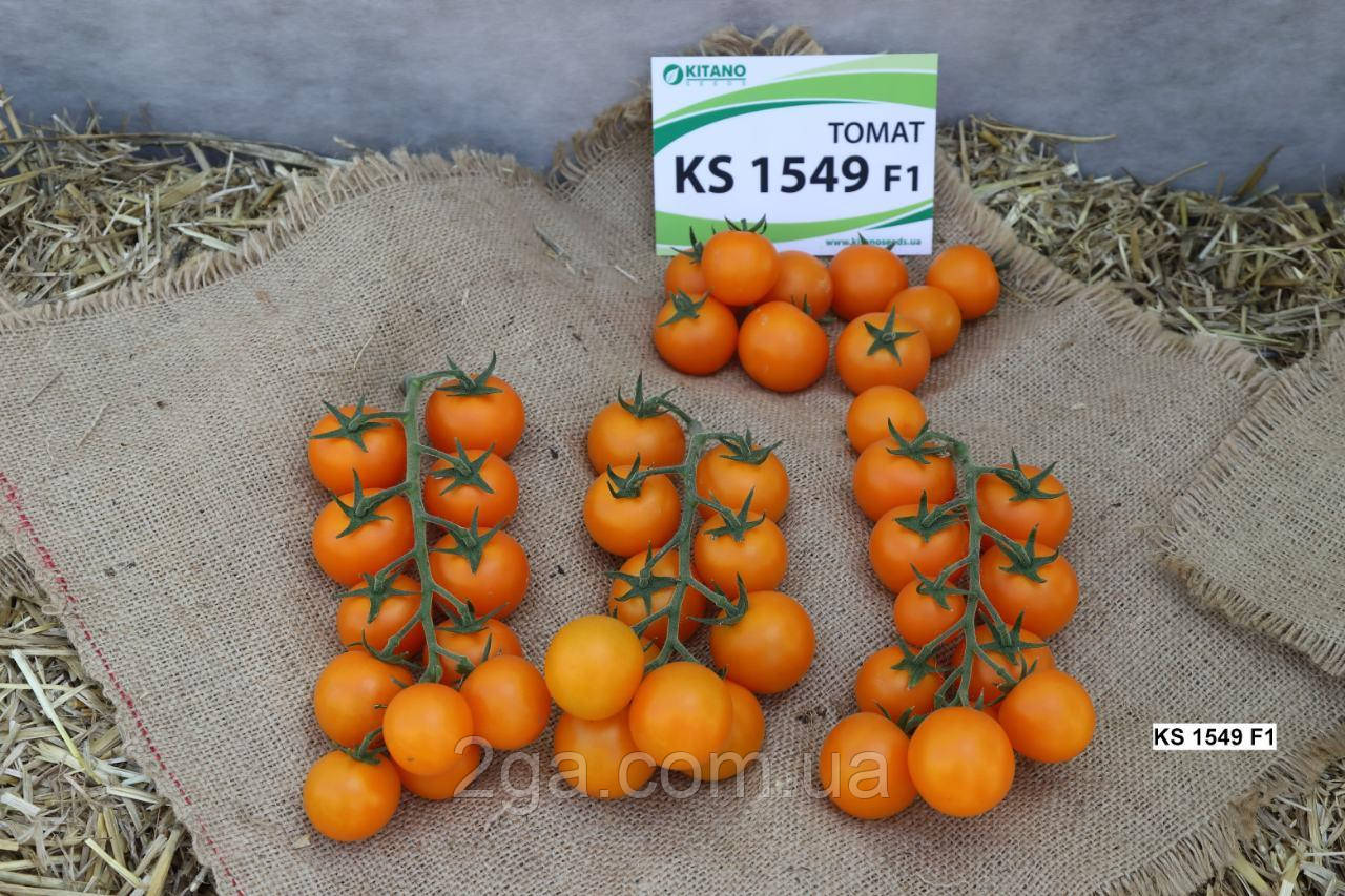 КС 1549 F1/KS 1549 F1 — Томат Індетермінантний, Kitano Seeds, 100 насіння