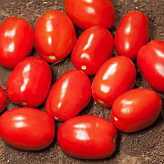Дерика F1 (КС 720 F1)/Derika F1 (KS 720 F1) — Томат Детермінантний, Kitano Seeds, 10 000 насіння