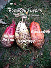Насіння буряка кормове Центаур Біле, Україна, 100 г, фото 3