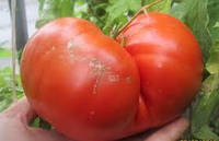 Насіння томату Великий Зак