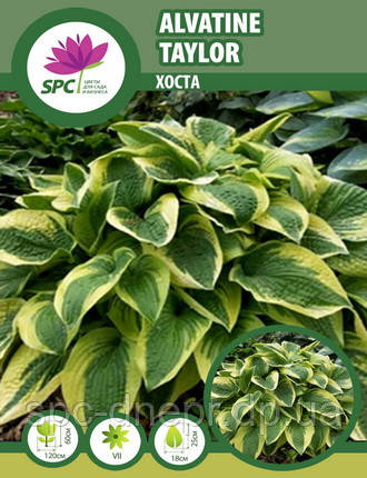 Хоста Alvatine Taylor, фото 1
