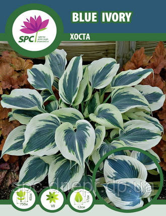 Хоста Blue Ivory