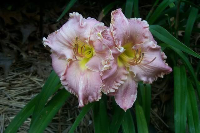 Лілейник Ledgewood Oriental Silk Ледвуд Орієнтал Сілк (Abajian 2005) (саджанці)
