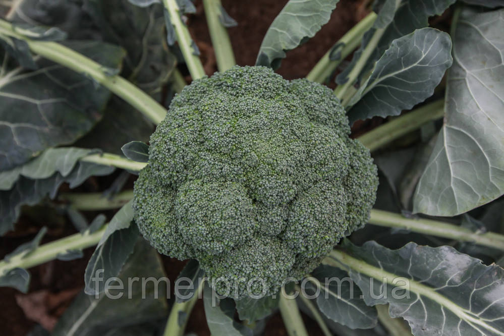 Капуста броколі Монако F1, 1000 насінин, Syngenta, фото 1