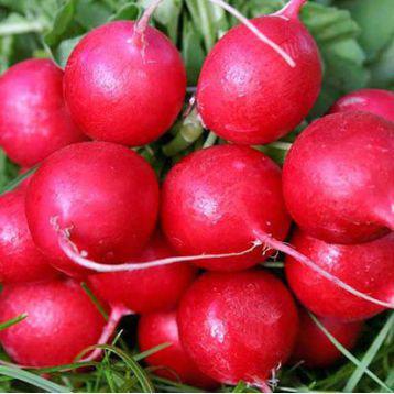 Прада F1 - насіння редису, 100г, Libra Seeds