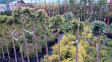 Ялівець штамбовий горизонтальний Блю Чип (Juniperus horizontalis Blue Chip), фото 2