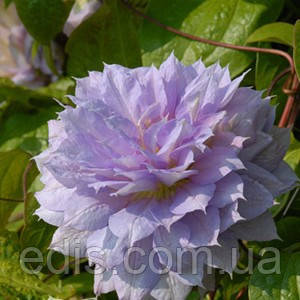 Клематис Belle of Working (Бель оф Вокін), фото 1