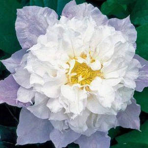 Клематис Veronika Choice, фото 1