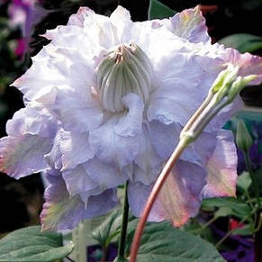 Клематис Veronika Choice, фото 3