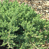 Ялівець штамбовий лежачий Нана (Juniperus procumbens Nana), фото 3