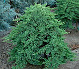 Ялівець штамбовий лежачий Нана (Juniperus procumbens Nana), фото 4