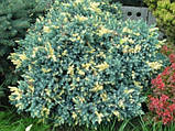Ялівець штамбовий лускатий Флореант (Juniperus squamata Floreant), фото 3