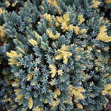 Ялівець штамбовий лускатий Флореант (Juniperus squamata Floreant), фото 4