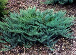 Ялівець штамбовий горизонтальний Блю Чип (Juniperus horizontalis Blue Chip), фото 3