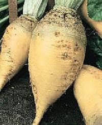 Цукровий буряк Граніс