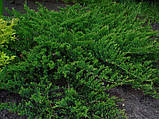 Ялівець штамбовий горизонтальний Принц Уельский (Juniperus horizontalis Prince of Wales), фото 3