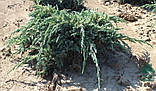 Можівник штамбовий лускатий Блю Спайдер (Juniperus squamata Blue Spider), фото 3