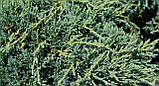 Можівник штамбовий лускатий Блю Спайдер (Juniperus squamata Blue Spider), фото 4
