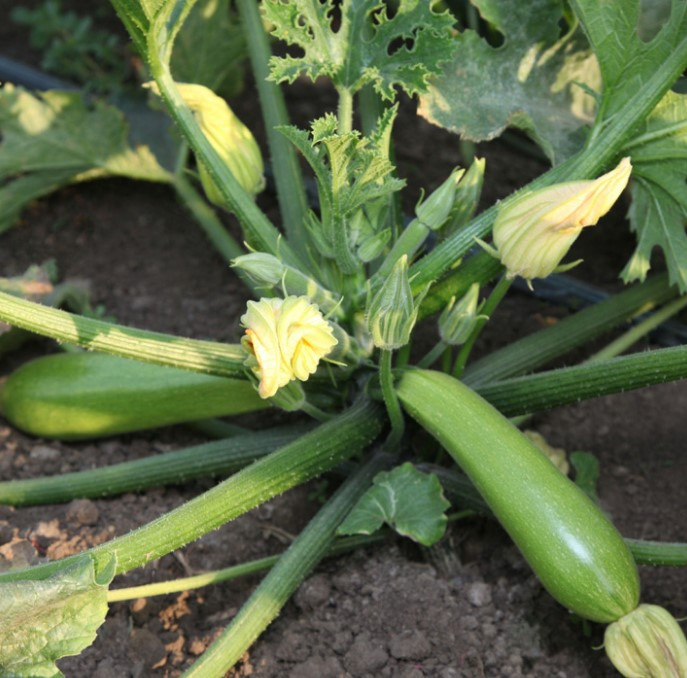 KS 3714 F1 1000 шт Kitano Seeds Кабачок Насіння (Насіння Кабачок)