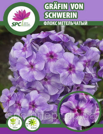 Флокс волотистий Gräfin von Schwerin, фото 2