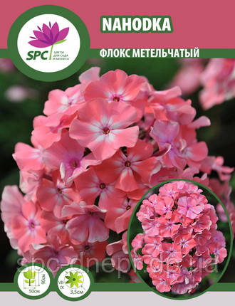 Флокс метильчастий Nahodka