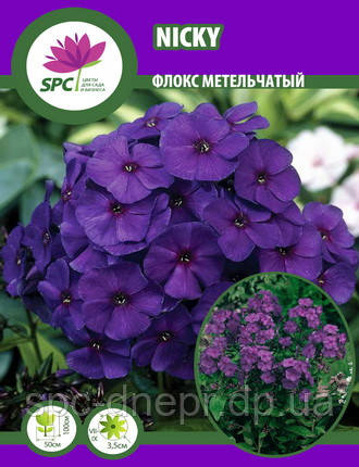 Флокс метильчастий Nicky