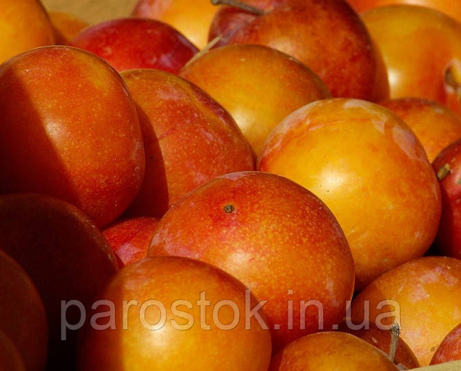 Слива Персикова. Підщепа евріка. (ввв), фото 1