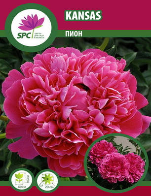 Півонія трав'яниста Kansas, фото 1