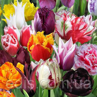 Колекція тюльпанів 25 сортів 50 цибулин, фото 1