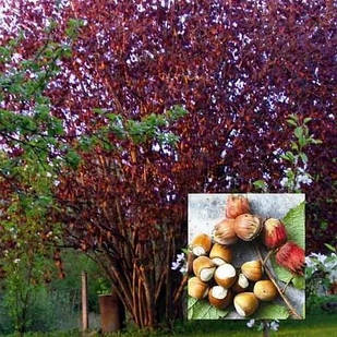 Саджанці Фундука (ліщини) Ламберт - червонолистий, урожайний, зимостійкий