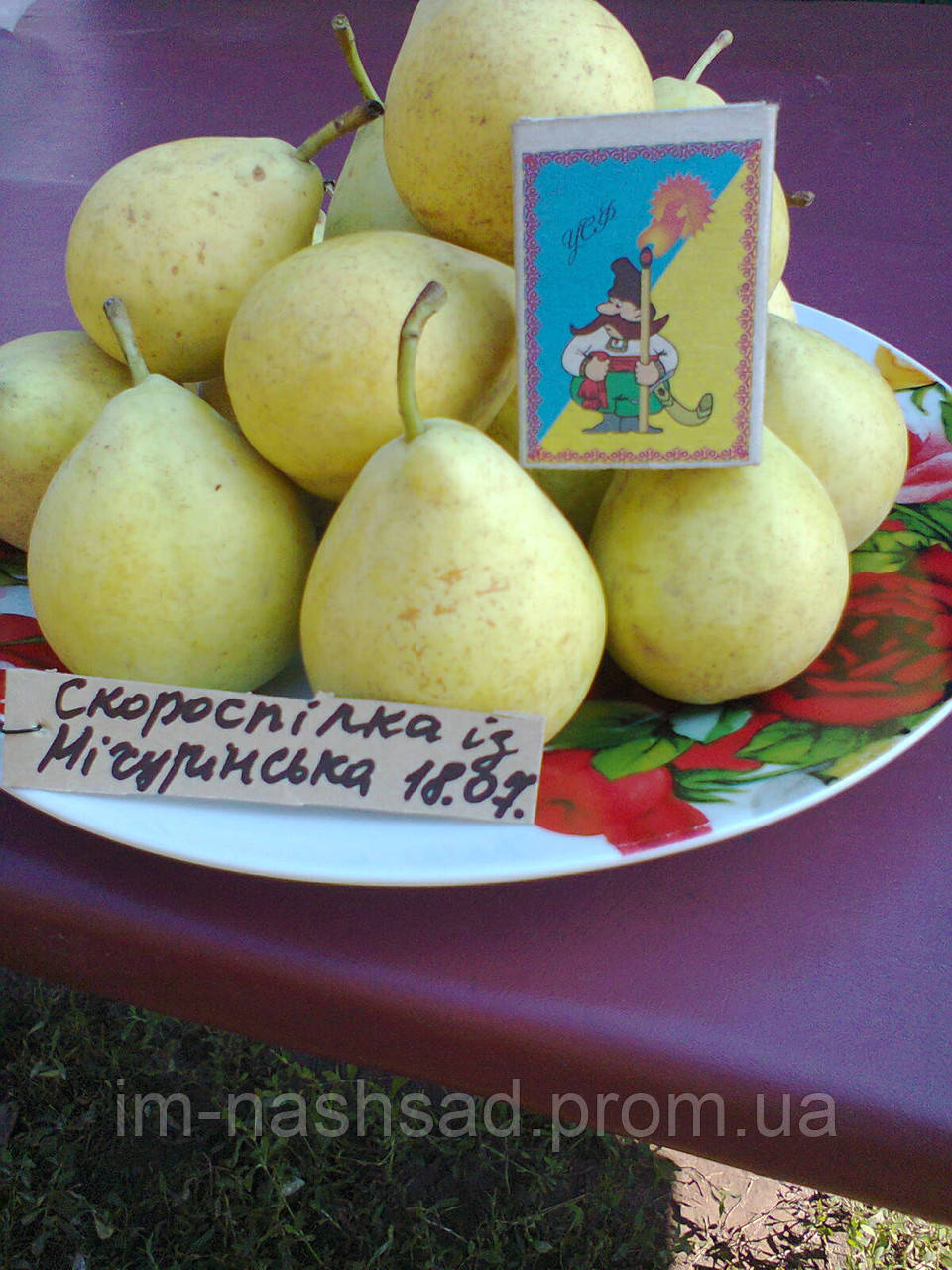 Саджанці груші Скороспілка із Мічурінська (Росія)