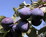 Слива Топ Гігант. Підщепа евріка, фото 2