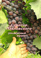 Саджанці винограду раннього терміну дозрівання Сенатор (Павловського)
