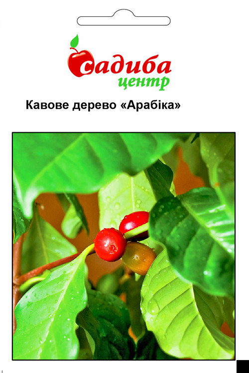 ПРОСРОЧКА! Кавове дерево Арабіка 1 г