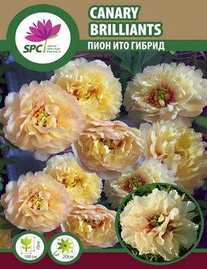Півонія ІТО Canary Brilliants, фото 3