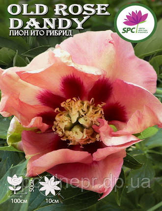 Півонія ІТО Canary Old Rose Dandy