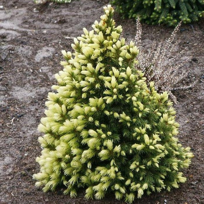 Саджанці ялини канадської Коніка Майголд (Picea glauca Conica Maigold) Р9