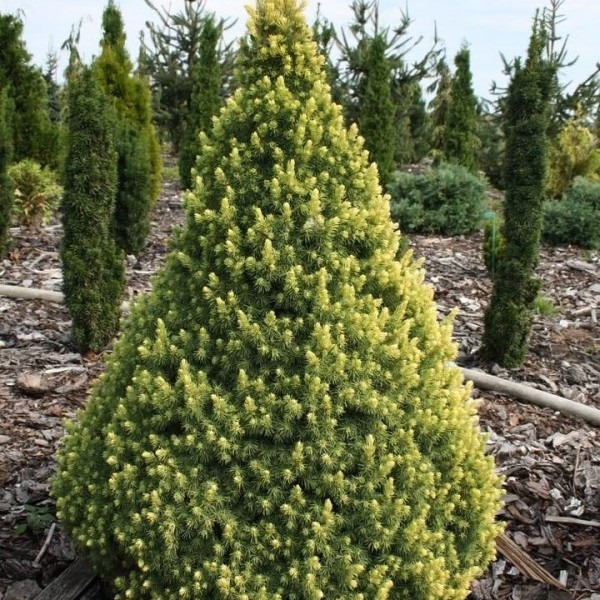 Саджанці Ялини канадської Рейнбоуз Енд, 3-х річна (Picea glauca Rainbow's Еnd) С1.5