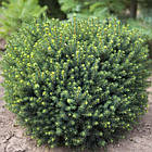 Саджанці Ялини канадської Ехініформіс (Picea glauca Echiniformis) Р9, фото 3