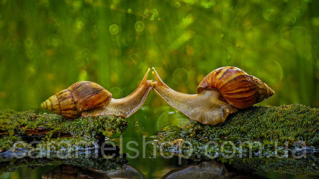 Уличтоный муцин