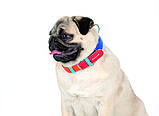 Нашийник COLLAR GLAMOUR (КОЛАР ГЛАМУР) «Веселка» 46-60 см 35 мм, фото 6